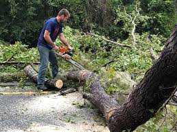 Professional Tree Removal in Lindon, UT