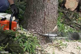 Best Stump Grinding and Removal  in Lindon, UT