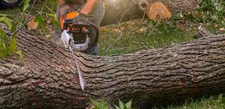 Best Emergency Tree Removal  in Lindon, UT