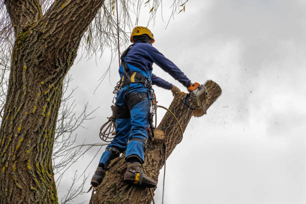 Best Tree Trimming and Pruning  in Lindon, UT