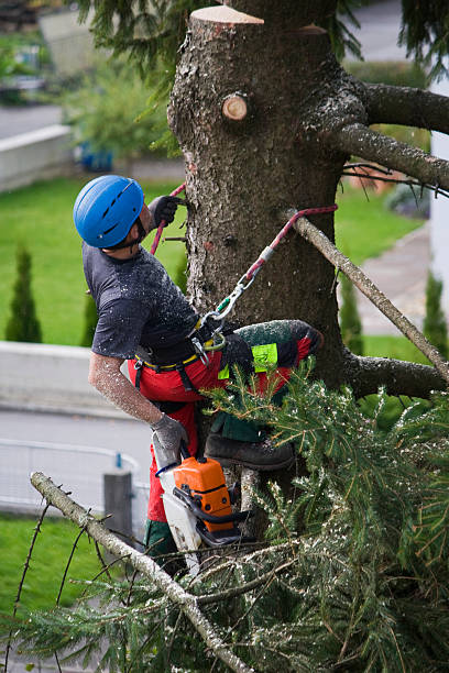 Best Tree Maintenance Programs  in Lindon, UT
