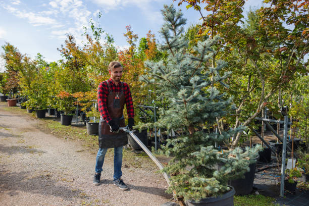 Best Tree Maintenance Programs  in Lindon, UT