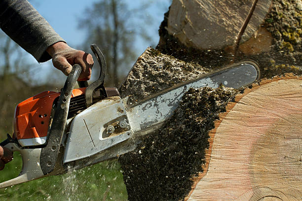 Best Tree Risk Assessment  in Lindon, UT